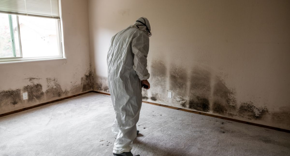 Mold Remediation Specialists